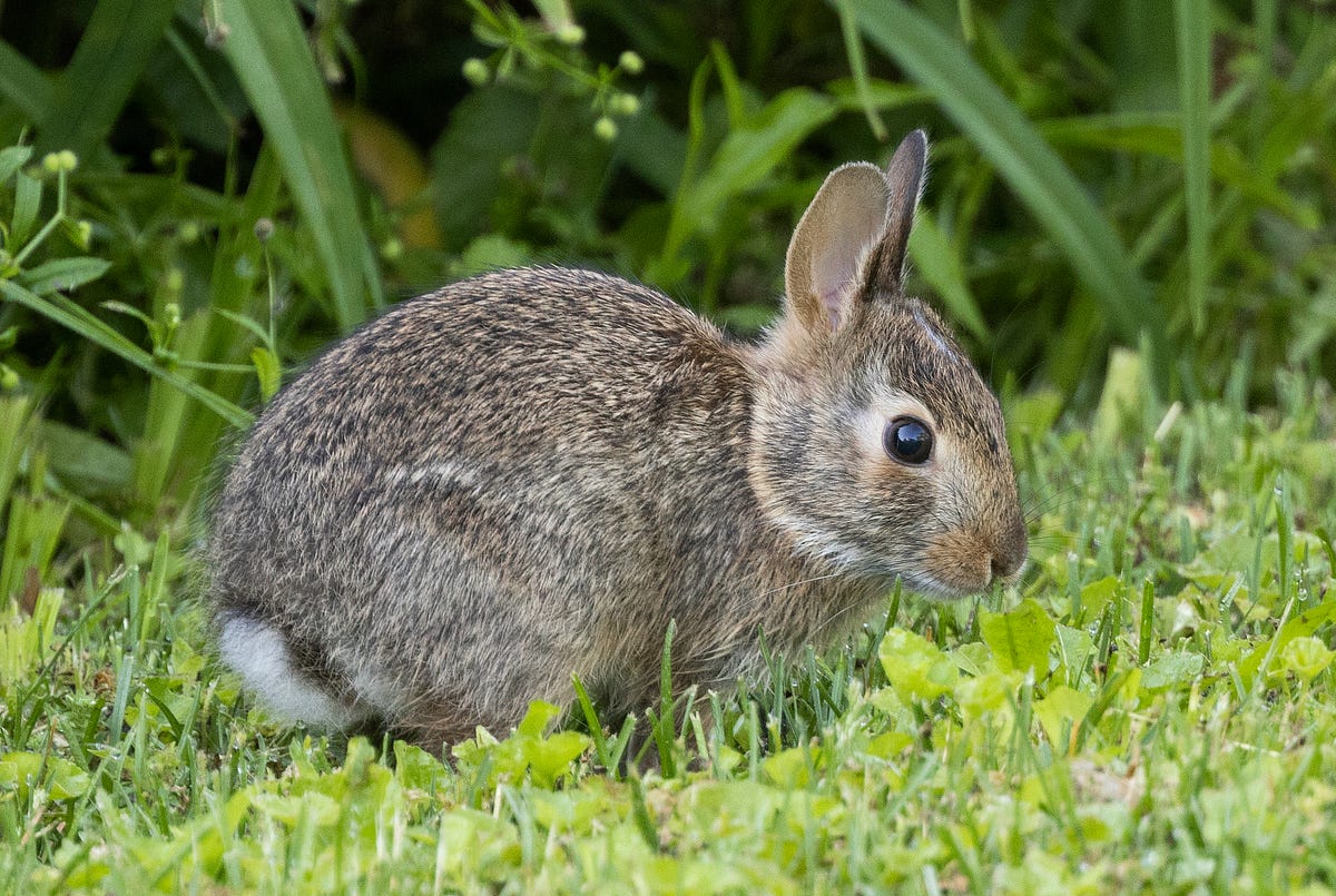 pieluchomajtki dla dorosłych duży rozmiar