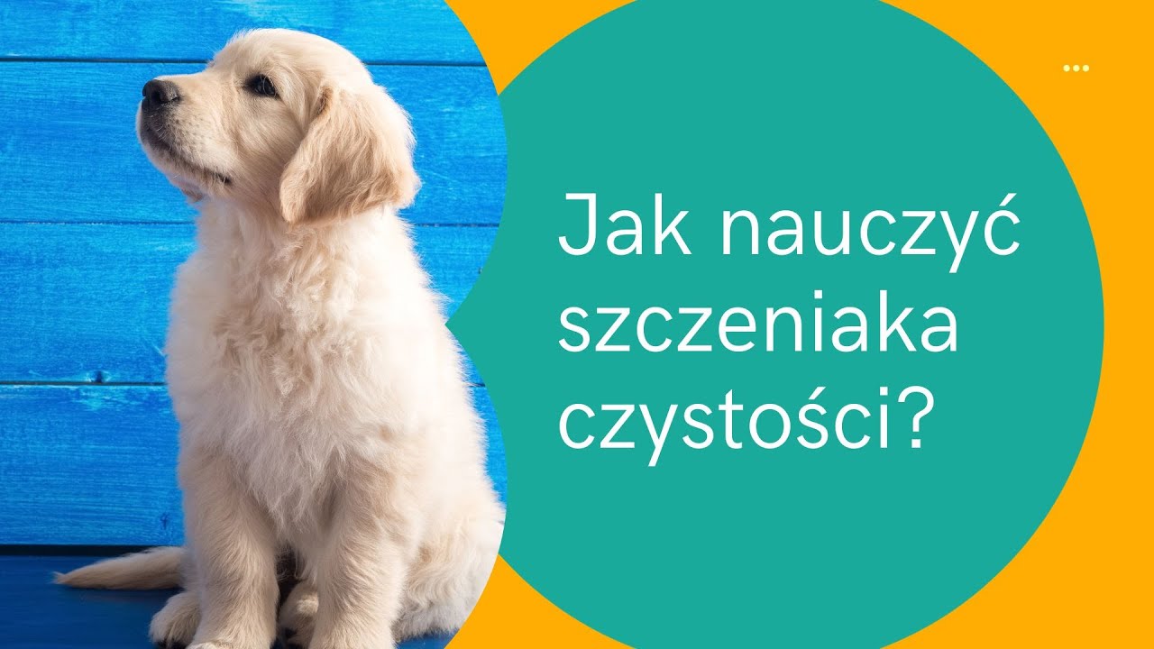 pieluchomajtki mikołajek